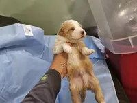 Waffle, a male Aussiedoodle and Miniature Aussiedoodle for sale in Maryville, TN – 7 of 10