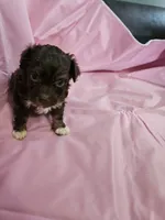 Mocha , a female Poodle - Miniature  and Miniature Aussiedoodle for sale in Maryville, TN – 2 of 9