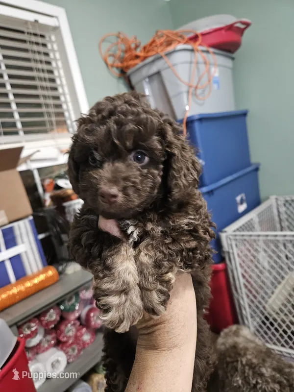 Macchiato – Poodle - Miniature , Miniature Aussiedoodle puppy for sale in Maryville, TN