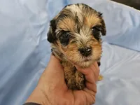 Espresso , a male Poodle - Miniature  and Miniature Aussiedoodle for sale in Maryville, TN – 3 of 9