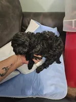 Hazelnut, a male Poodle - Miniature  and Miniature Aussiedoodle for sale in Maryville, TN – 8 of 9