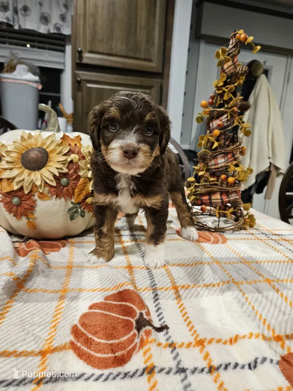 Copper – Miniature Australian Shepherd, Miniature Aussiedoodle puppy for sale in Maryville, TN