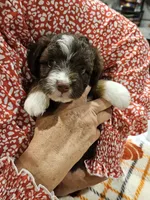 AUTUMN, a female Miniature Australian Shepherd and Miniature Aussiedoodle for sale in Maryville, TN – 7 of 10