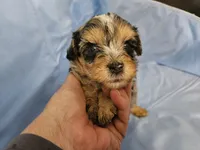 Espresso , a male Poodle - Miniature  and Miniature Aussiedoodle for sale in Maryville, TN – 2 of 9