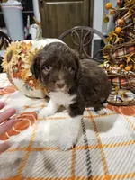 Cider, a male Miniature Australian Shepherd and Miniature Aussiedoodle for sale in Maryville, TN – 5 of 8