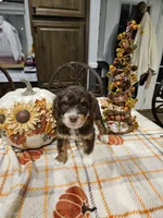 Copper, a male Miniature Australian Shepherd and Miniature Aussiedoodle for sale in Maryville, TN – 5 of 9