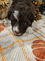 AUTUMN, a female Miniature Australian Shepherd and Miniature Aussiedoodle for sale in Maryville, TN – 9 of 10