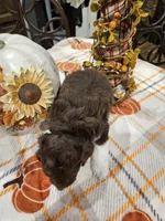 Cider, a male Miniature Australian Shepherd and Miniature Aussiedoodle for sale in Maryville, TN – 4 of 8