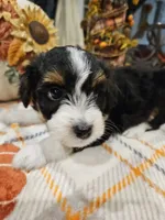 EMBER, a female Miniature Australian Shepherd and Miniature Aussiedoodle for sale in Maryville, TN – 4 of 10