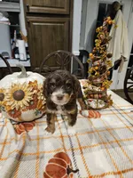 Copper, a male Miniature Australian Shepherd and Miniature Aussiedoodle for sale in Maryville, TN – 4 of 9