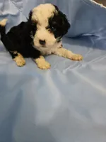 Biscotti, a male Poodle - Miniature  and Miniature Aussiedoodle for sale in Maryville, TN – 7 of 10
