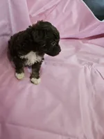 Mocha , a female Poodle - Miniature  and Miniature Aussiedoodle for sale in Maryville, TN – 4 of 9