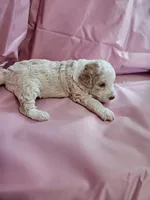 Biscuit , a female Aussiedoodle and Miniature Aussiedoodle for sale in Maryville, TN – 1 of 8