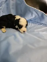 Biscotti, a male Poodle - Miniature  and Miniature Aussiedoodle for sale in Maryville, TN – 6 of 10