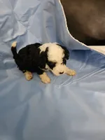Biscotti, a male Poodle - Miniature  and Miniature Aussiedoodle for sale in Maryville, TN – 5 of 10