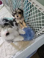 Latte, a male Poodle - Miniature  and Miniature Aussiedoodle for sale in Maryville, TN – 4 of 9