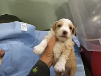 Waffle, a male Aussiedoodle and Miniature Aussiedoodle for sale in Maryville, TN – 9 of 10