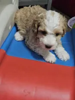 Waffle on hold, a male Aussiedoodle and Miniature Aussiedoodle for sale in Maryville, TN – 8 of 9