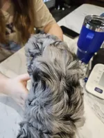 BUMBLEBEE , a male Aussiedoodle for sale in Maryville, TN – Photo 7 of 7