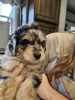 BUMBLEBEE , a male Aussiedoodle for sale in Maryville, TN – Photo 4 of 7
