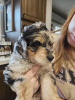 BUMBLEBEE , a male Aussiedoodle for sale in Maryville, TN – Photo 5 of 7