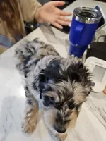 BUMBLEBEE , a male Aussiedoodle for sale in Maryville, TN – Photo 6 of 7