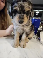 BUMBLEBEE , a male Aussiedoodle for sale in Maryville, TN – Photo 2 of 7