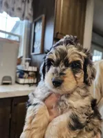 BUMBLEBEE , a male Aussiedoodle for sale in Maryville, TN – Photo 1 of 7