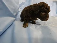 Macchiato, a male Poodle - Miniature  and Miniature Aussiedoodle for sale in Maryville, TN – 4 of 10