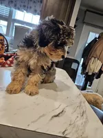 Espresso (toy), a male Poodle - Miniature  and Miniature Aussiedoodle for sale in Maryville, TN – 2 of 10