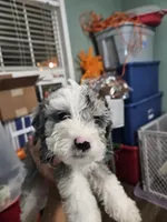 Latte, a male Poodle - Miniature  and Miniature Aussiedoodle for sale in Maryville, TN – 7 of 9