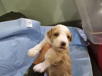 Waffle, a male Aussiedoodle and Miniature Aussiedoodle for sale in Maryville, TN – 6 of 10