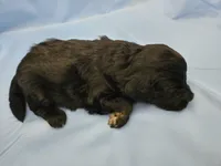 Muffinn, a male Aussiedoodle and Miniature Aussiedoodle for sale in Maryville, TN – 3 of 10