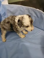 Latte, a male Poodle - Miniature  and Miniature Aussiedoodle for sale in Maryville, TN – 6 of 9