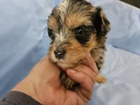 Espresso , a male Poodle - Miniature  and Miniature Aussiedoodle for sale in Maryville, TN – 5 of 9