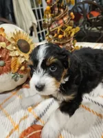 EMBER, a female Miniature Australian Shepherd and Miniature Aussiedoodle for sale in Maryville, TN – 7 of 10