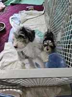 Latte, a male Poodle - Miniature  and Miniature Aussiedoodle for sale in Maryville, TN – 3 of 9