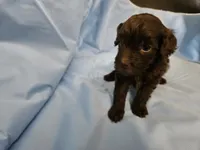 Chai, a male Poodle - Miniature  and Miniature Aussiedoodle for sale in Maryville, TN – 5 of 9