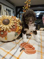 Cider, a male Miniature Australian Shepherd and Miniature Aussiedoodle for sale in Maryville, TN – 3 of 8