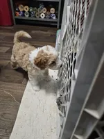 Waffle on hold, a male Aussiedoodle and Miniature Aussiedoodle for sale in Maryville, TN – 9 of 9
