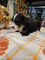 EMBER, a female Miniature Australian Shepherd and Miniature Aussiedoodle for sale in Maryville, TN – 9 of 10