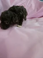 Mocha , a female Poodle - Miniature  and Miniature Aussiedoodle for sale in Maryville, TN – 5 of 9
