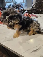Espresso (toy), a male Poodle - Miniature  and Miniature Aussiedoodle for sale in Maryville, TN – 4 of 10