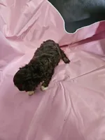 Mocha , a female Poodle - Miniature  and Miniature Aussiedoodle for sale in Maryville, TN – 9 of 9