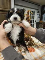 EMBER, a female Miniature Australian Shepherd and Miniature Aussiedoodle for sale in Maryville, TN – 2 of 10