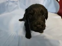 Muffinn, a male Aussiedoodle and Miniature Aussiedoodle for sale in Maryville, TN – 4 of 10