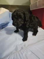 Hazelnut, a male Poodle - Miniature  and Miniature Aussiedoodle for sale in Maryville, TN – 5 of 9