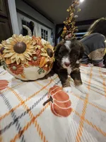 AUTUMN, a female Miniature Australian Shepherd and Miniature Aussiedoodle for sale in Maryville, TN – 4 of 10