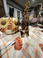 AUTUMN, a female Miniature Australian Shepherd and Miniature Aussiedoodle for sale in Maryville, TN – 3 of 10