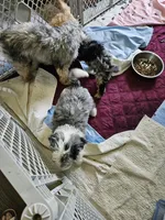 Latte, a male Poodle - Miniature  and Miniature Aussiedoodle for sale in Maryville, TN – 5 of 9
